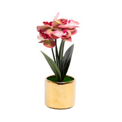 Pink Orchid With  Golden Pot