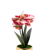 Pink Orchid With  Golden Pot