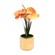 Yellow Orchid With Golden Pot