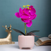 Purple Orchid With Ceramic Light Pink Pot