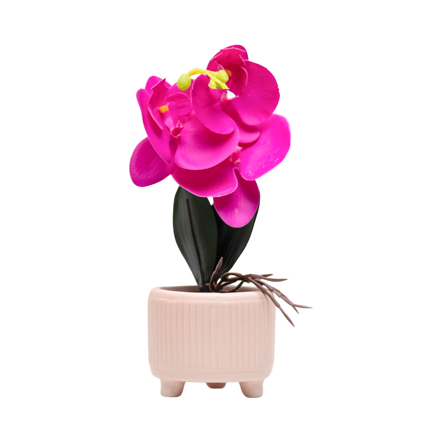 Purple Orchid With Ceramic Light Pink Pot