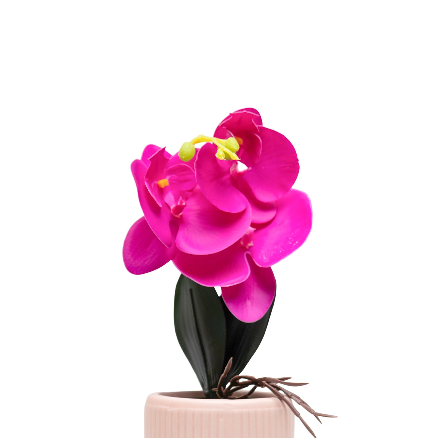 Purple Orchid With Ceramic Light Pink Pot