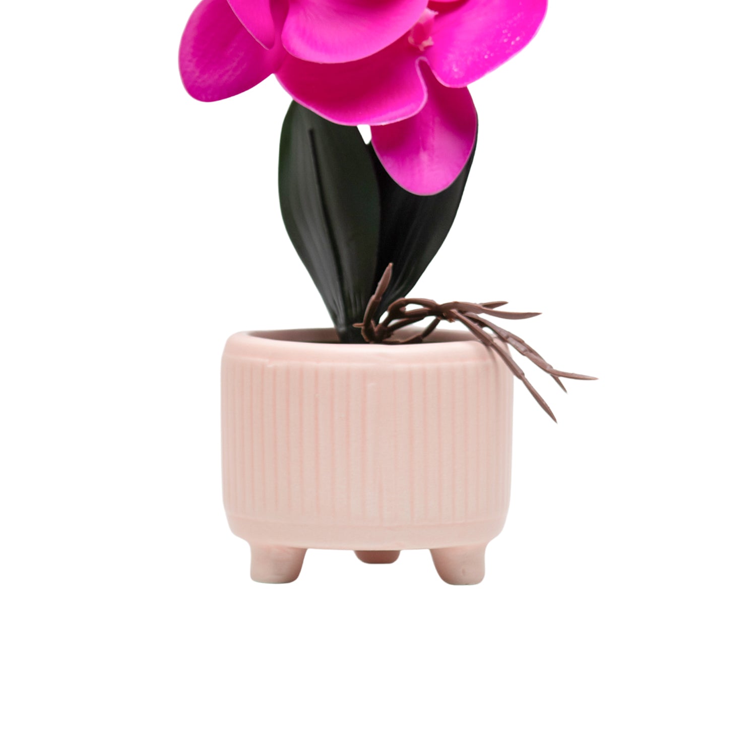Purple Orchid With Ceramic Light Pink Pot