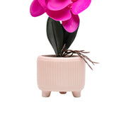 Purple Orchid With Ceramic Light Pink Pot