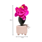 Purple Orchid With Ceramic Light Pink Pot