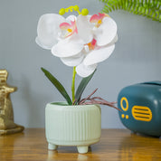 White Orchid Flowers With White Tumbler Pot