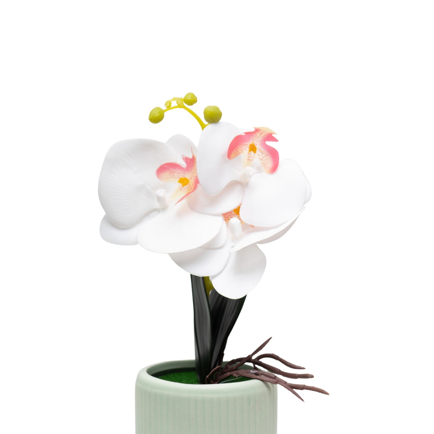White Orchid Flowers With White Tumbler Pot
