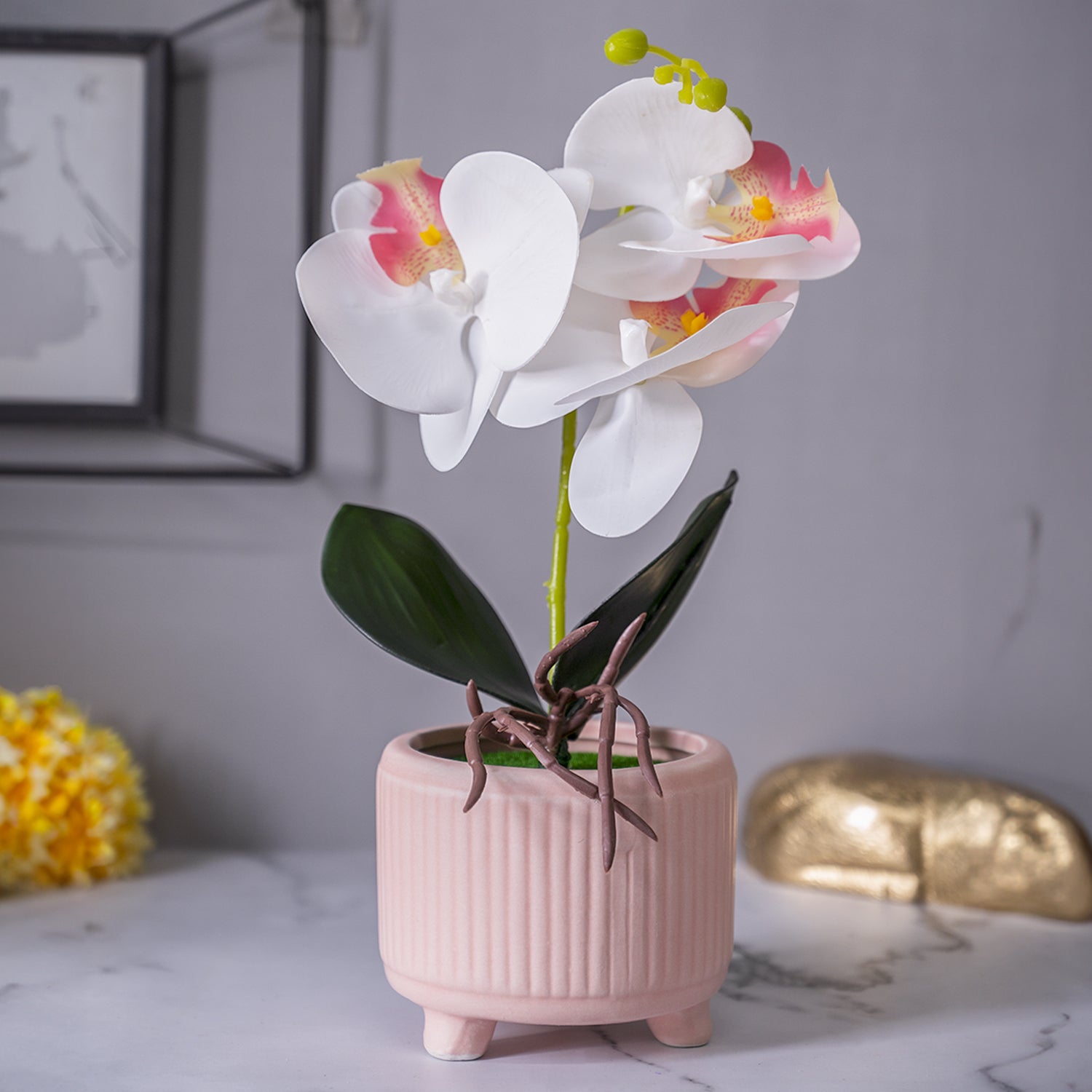 pink and white plant pot White Orchid Flowers With Pink Wide Pot