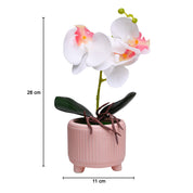 White Orchid Flowers With Pink Wide Pot