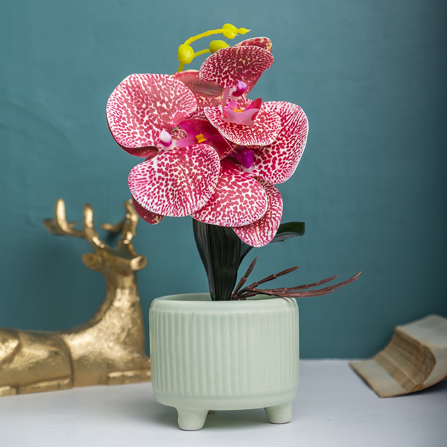 Orchid Flowers With Pink Pot