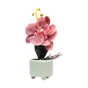 Orchid Flowers With Pink Pot