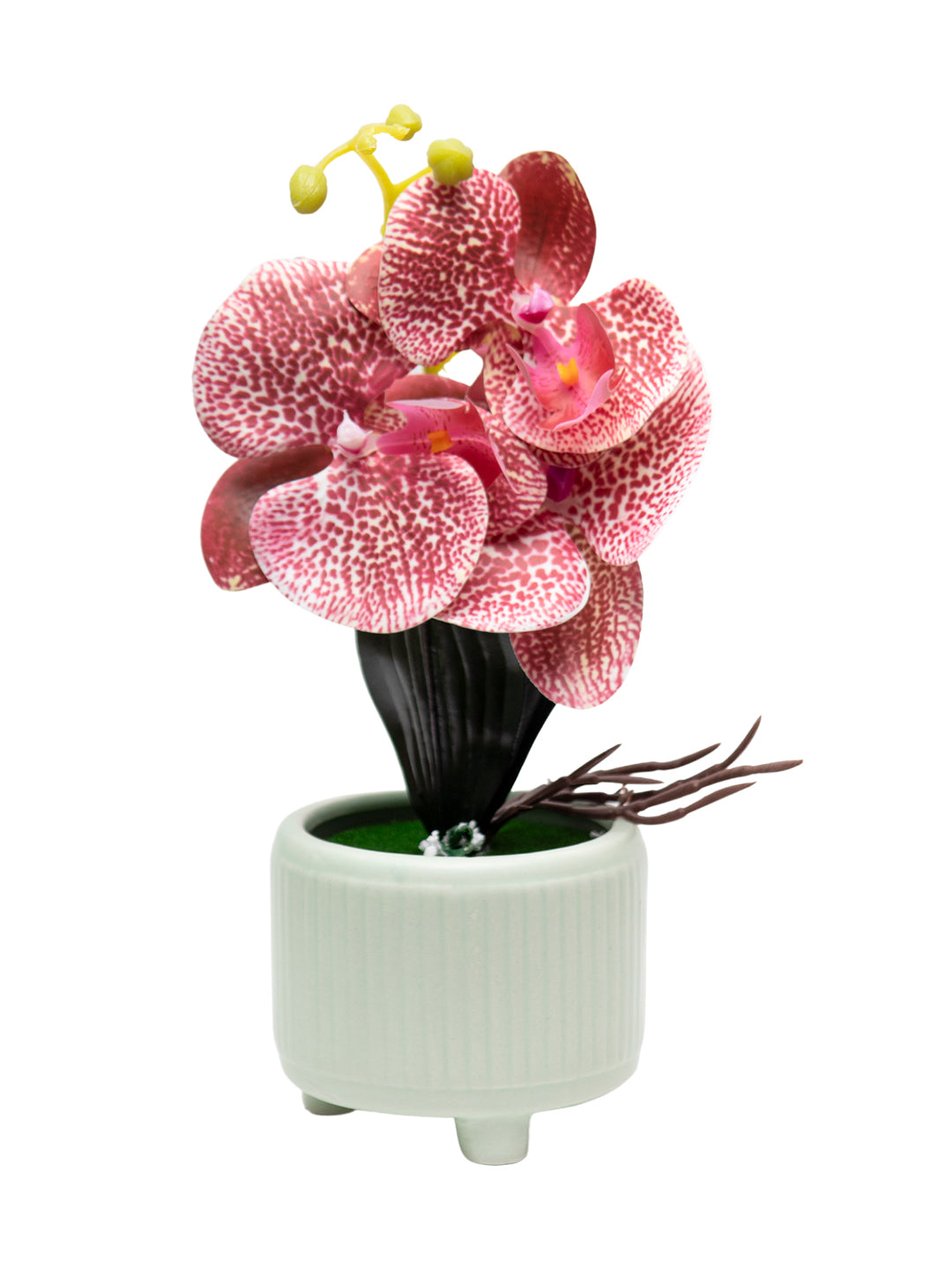 Orchid Flowers With Pink Pot