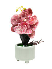 Orchid Flowers With Pink Pot