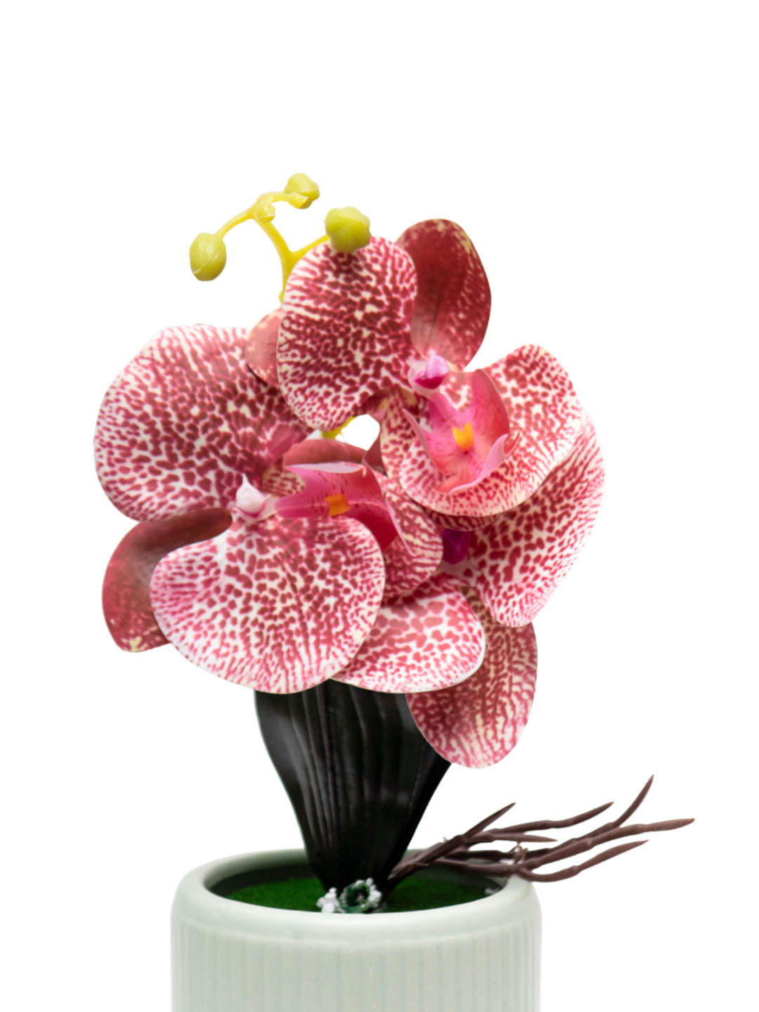 Orchid Flowers With Pink Pot