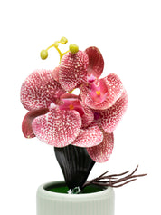 Orchid Flowers With Pink Pot