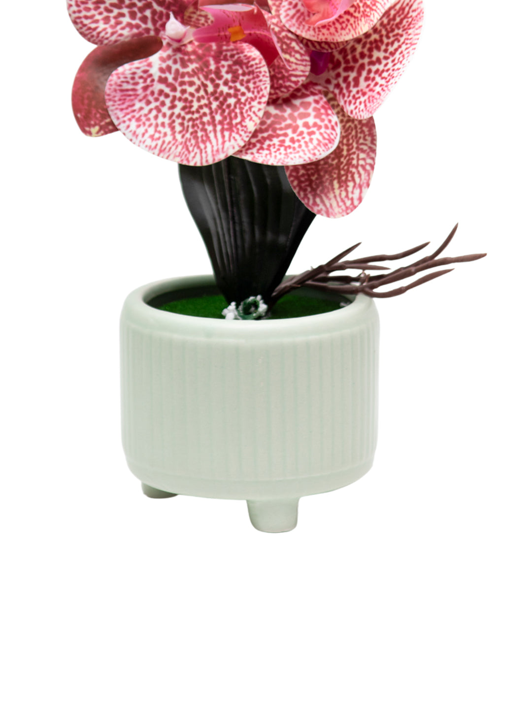 Orchid Flowers With Pink Pot