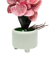 Orchid Flowers With Pink Pot