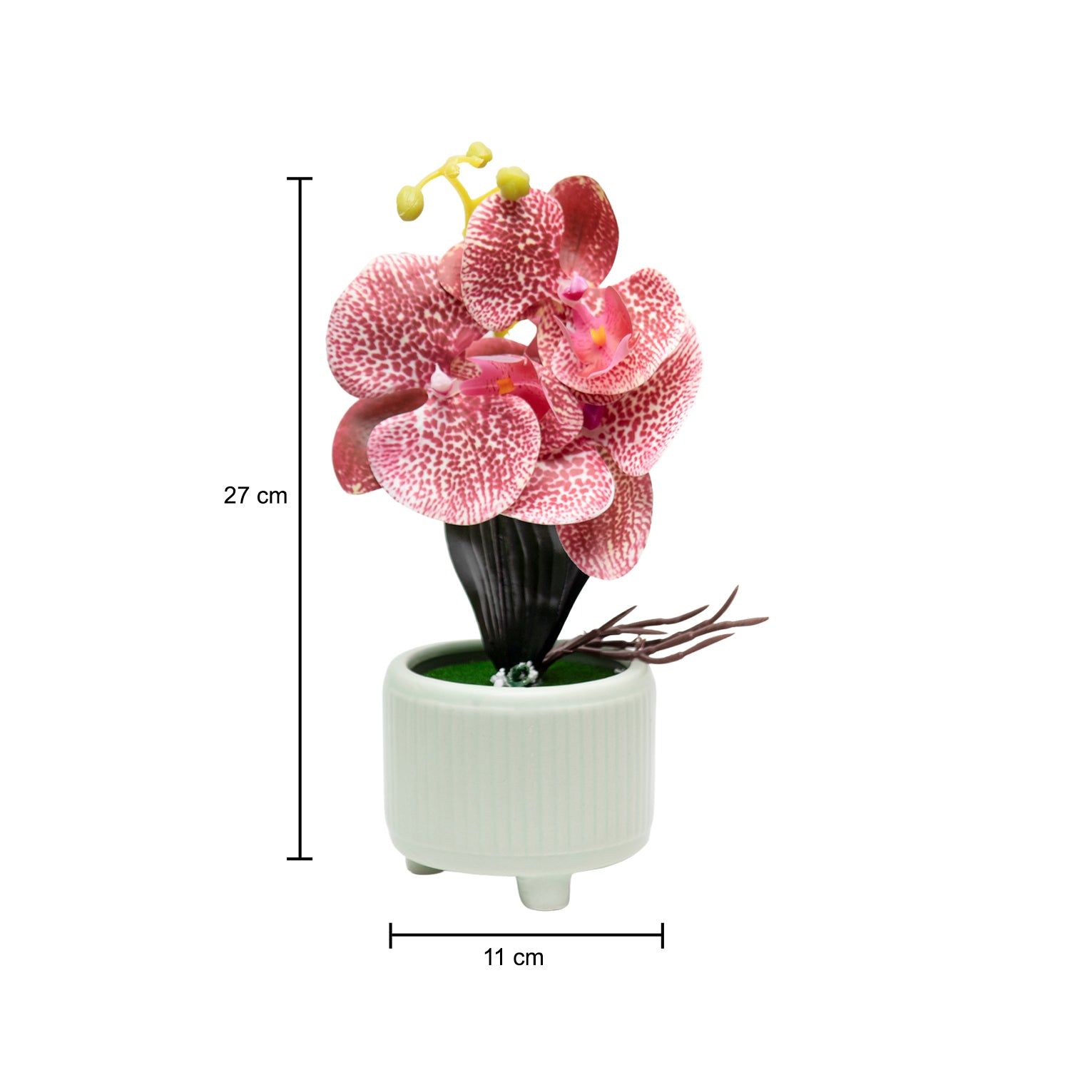 Orchid Flowers With Pink Pot