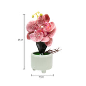 Orchid Flowers With Pink Pot