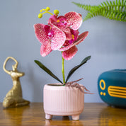 Orchid Flowers With Lightgreen Pot