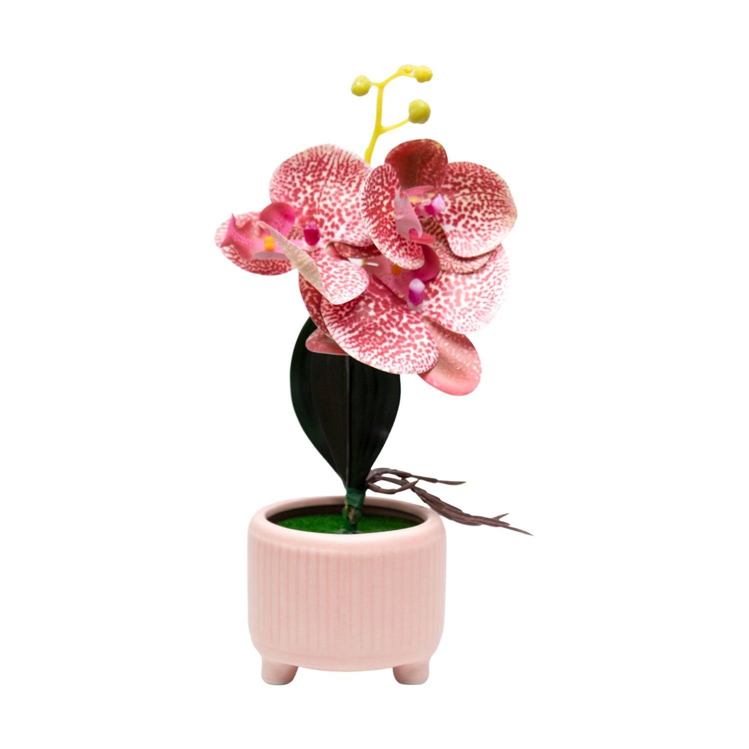 Orchid Flowers With Lightgreen Pot