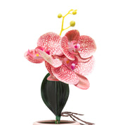 Orchid Flowers With Lightgreen Pot