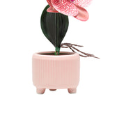 Orchid Flowers With Lightgreen Pot