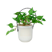 Plastic Flower Pot For Indoor & Outdoor
