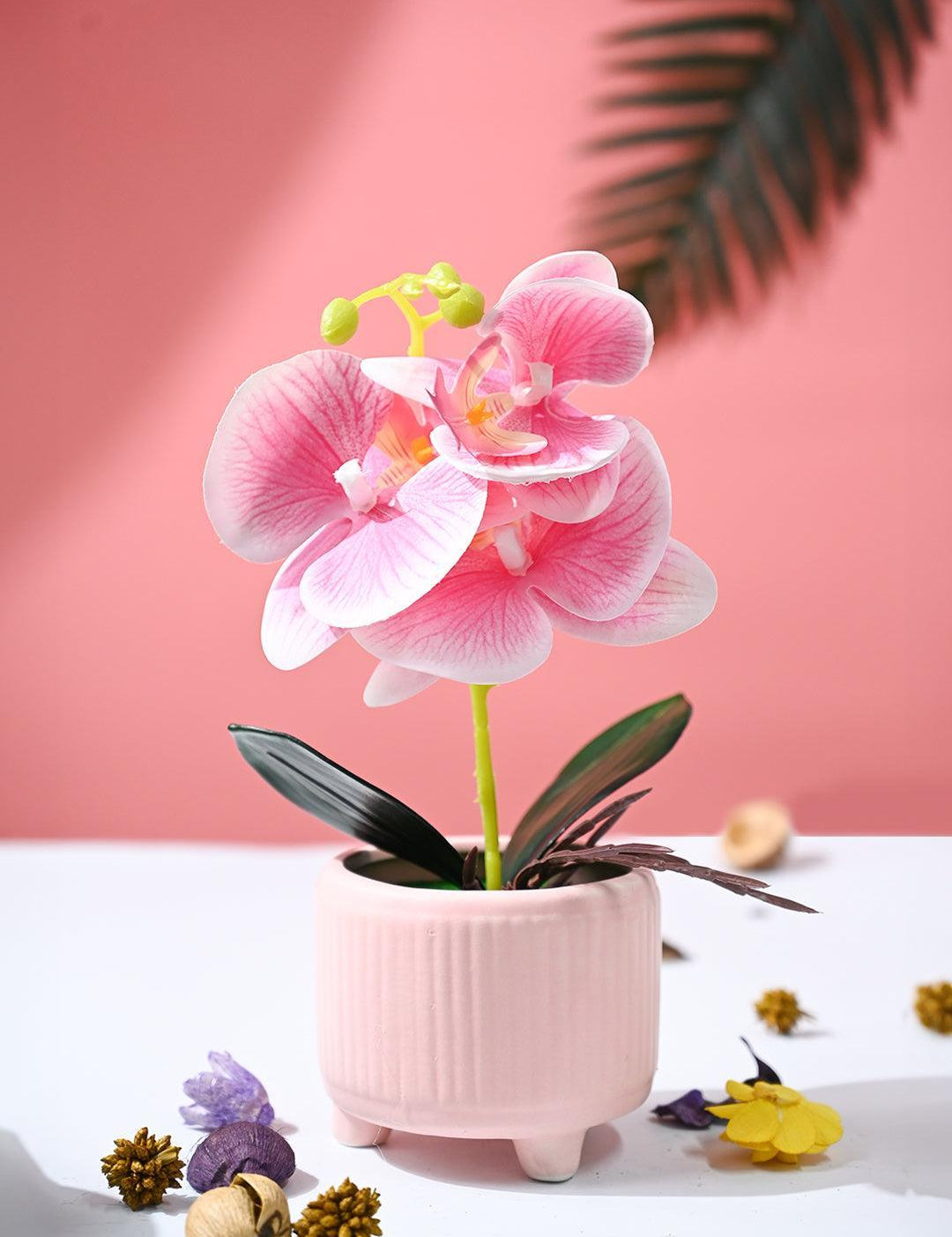 Orchid Flowers With Peach Pot - MARKET99
