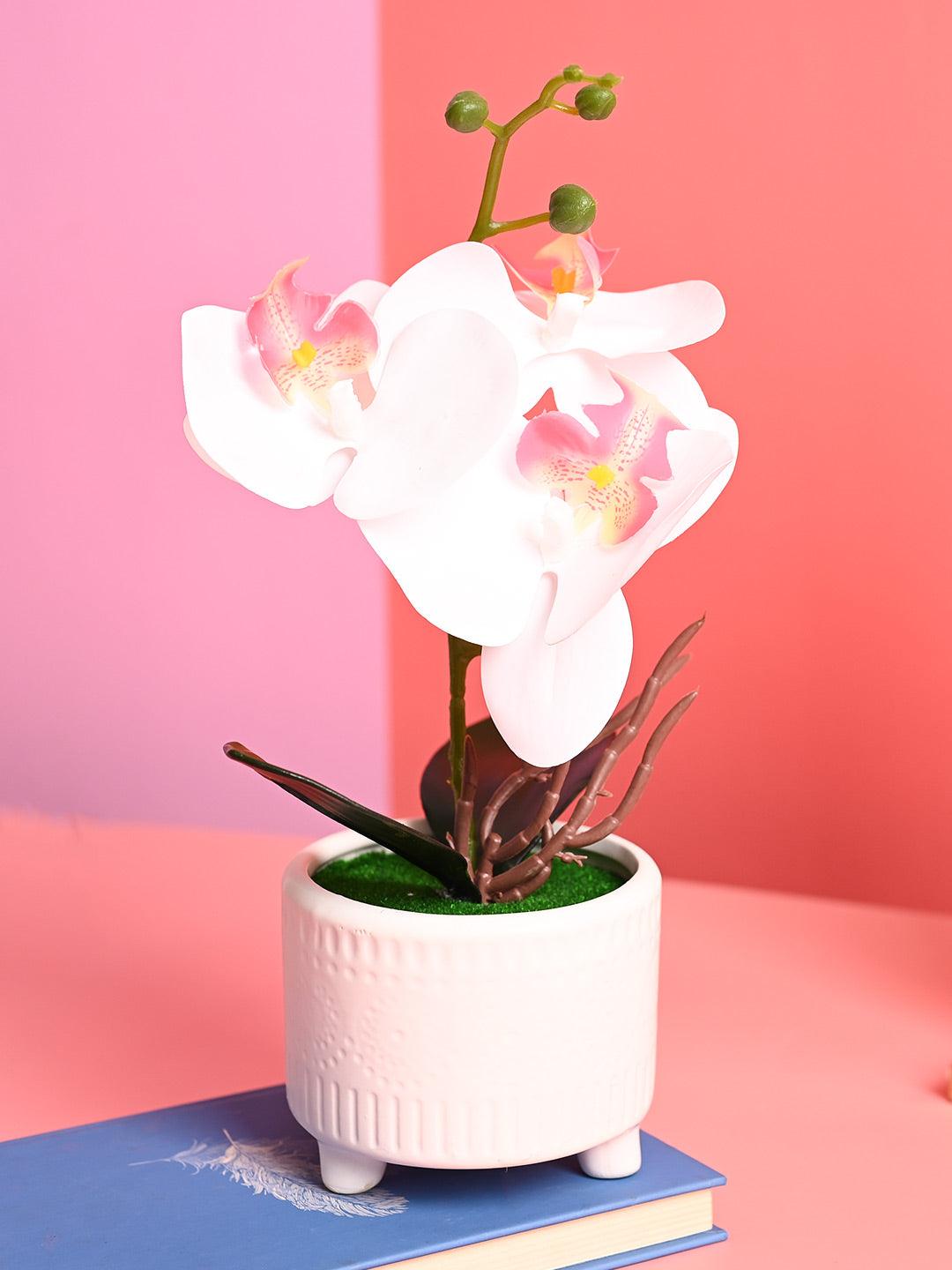 White Orchid Flowers With White Pot - Indoor Office Plants