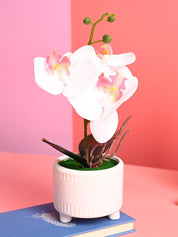 White Orchid Flowers With White Pot - Indoor Office Plants