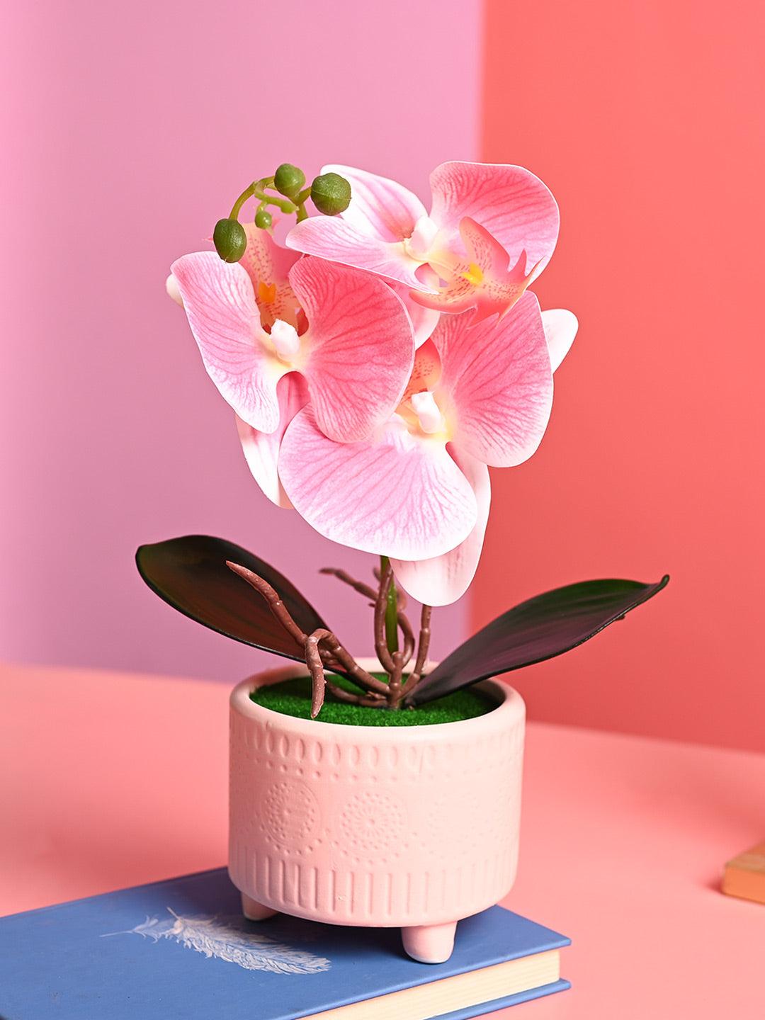 Pink Orchid Flowers With Pot - Desktop Plants