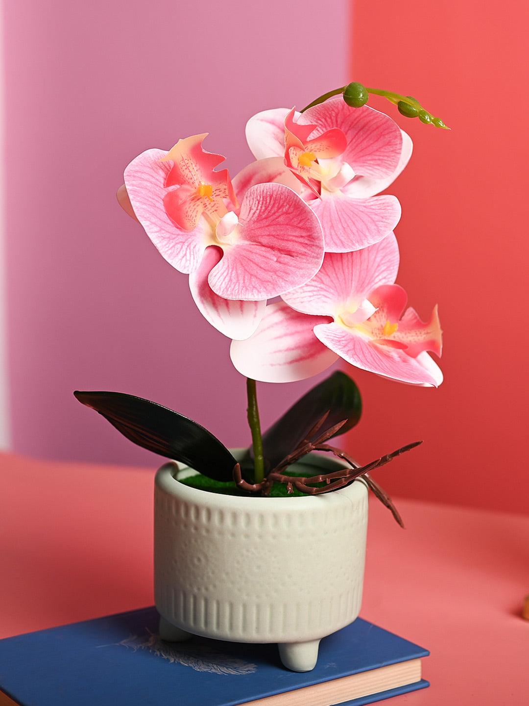 Pink Orchid Flowers With Green Pot - Table Top Plants
