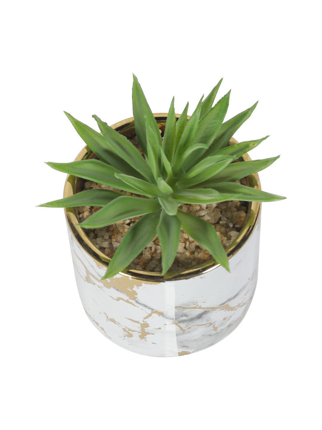 Market99 Fake Aloevera Desktop Planter - MARKET 99