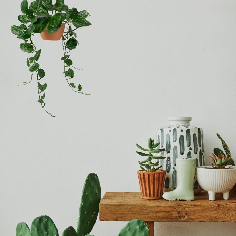 6 Non-toxic Indoor Plants For Pets And Kids