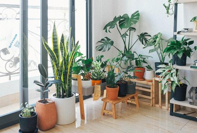 Home Décor Trends 2023: Here Is Why You Should Go For Indoor Plants  - MARKET 99