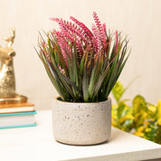 Grey Pot With Pink & Green Plant