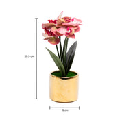 Pink Orchid With  Golden Pot