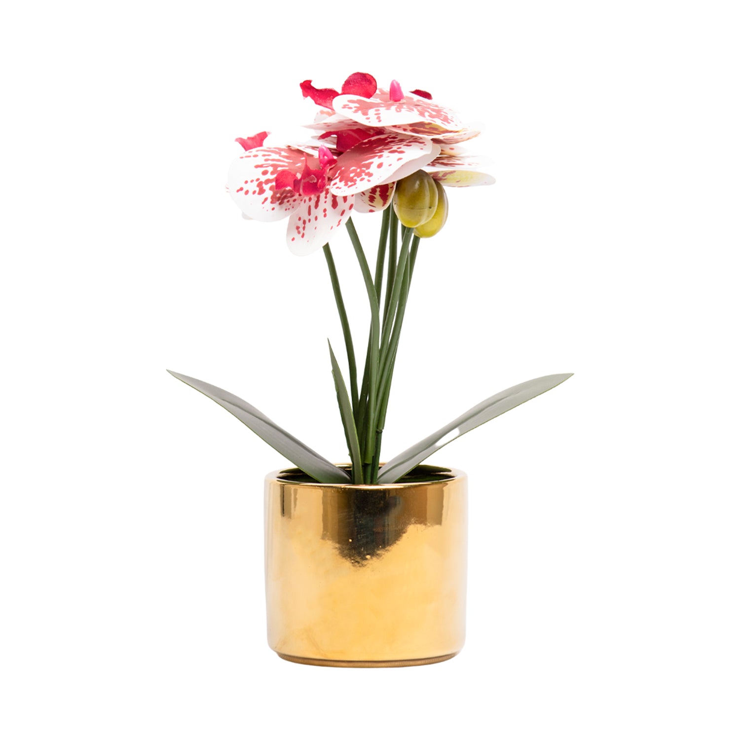 White Orchid With Golden Pot