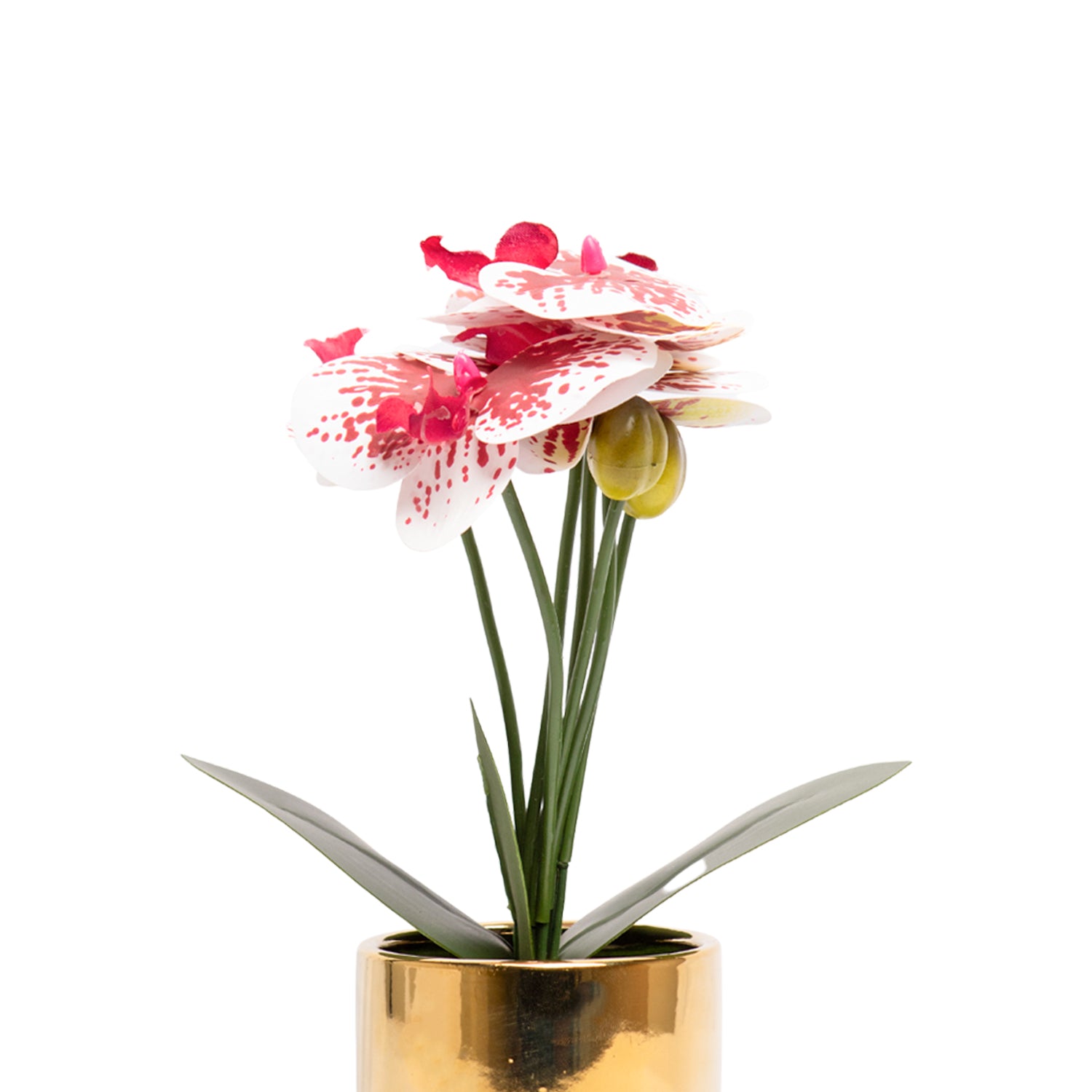 White Orchid With Golden Pot