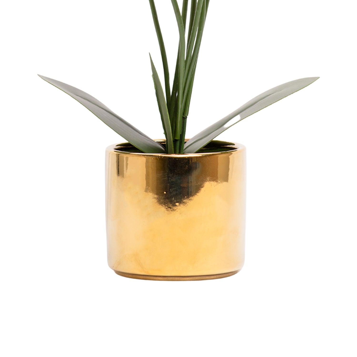 White Orchid With Golden Pot