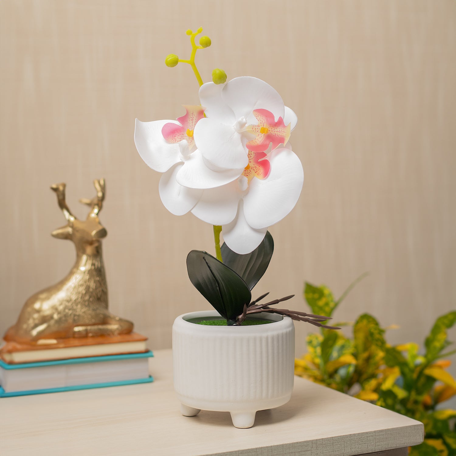 White Orchid Flowers With White Wide Pot