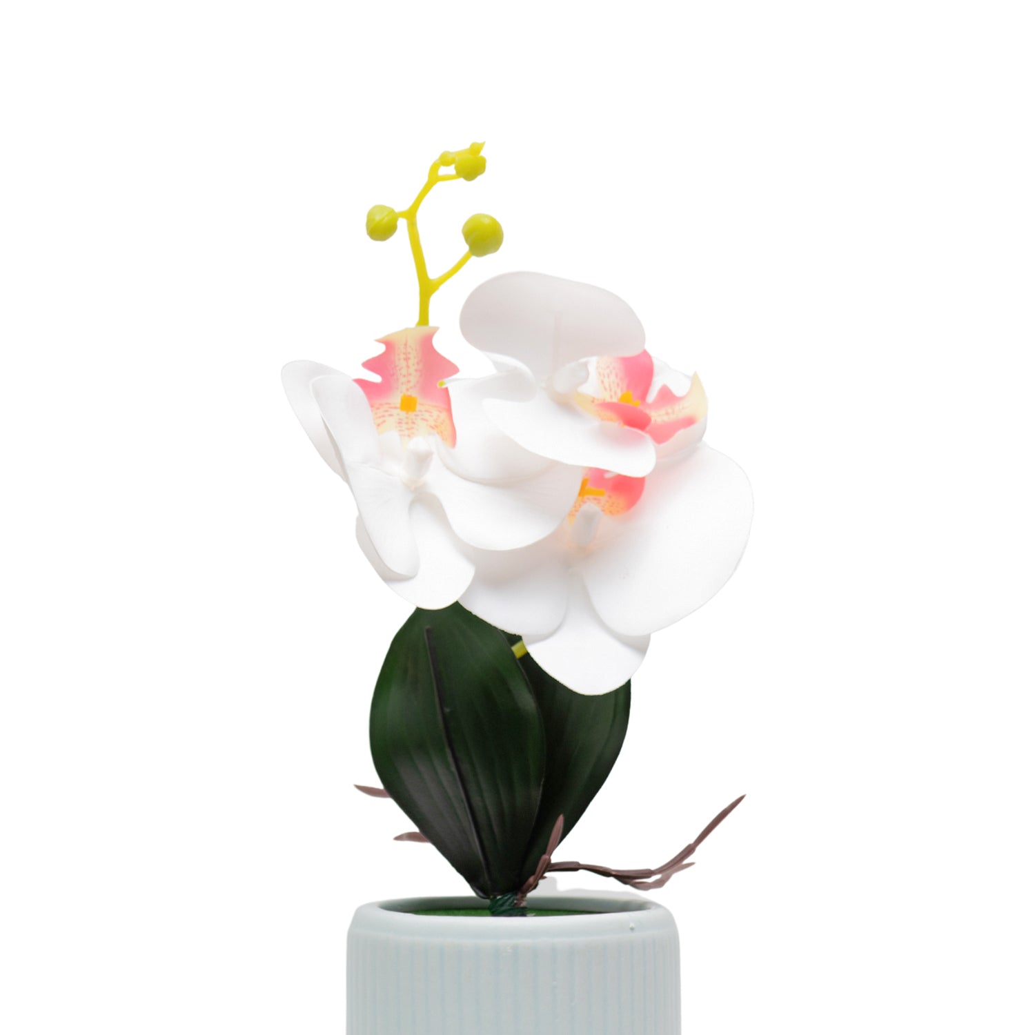 White Orchid Flowers With White Wide Pot