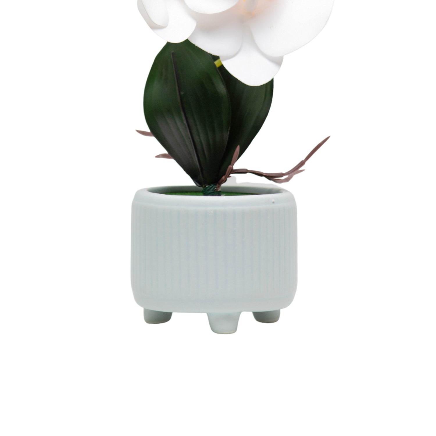 White Orchid Flowers With White Wide Pot