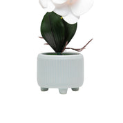 White Orchid Flowers With White Wide Pot