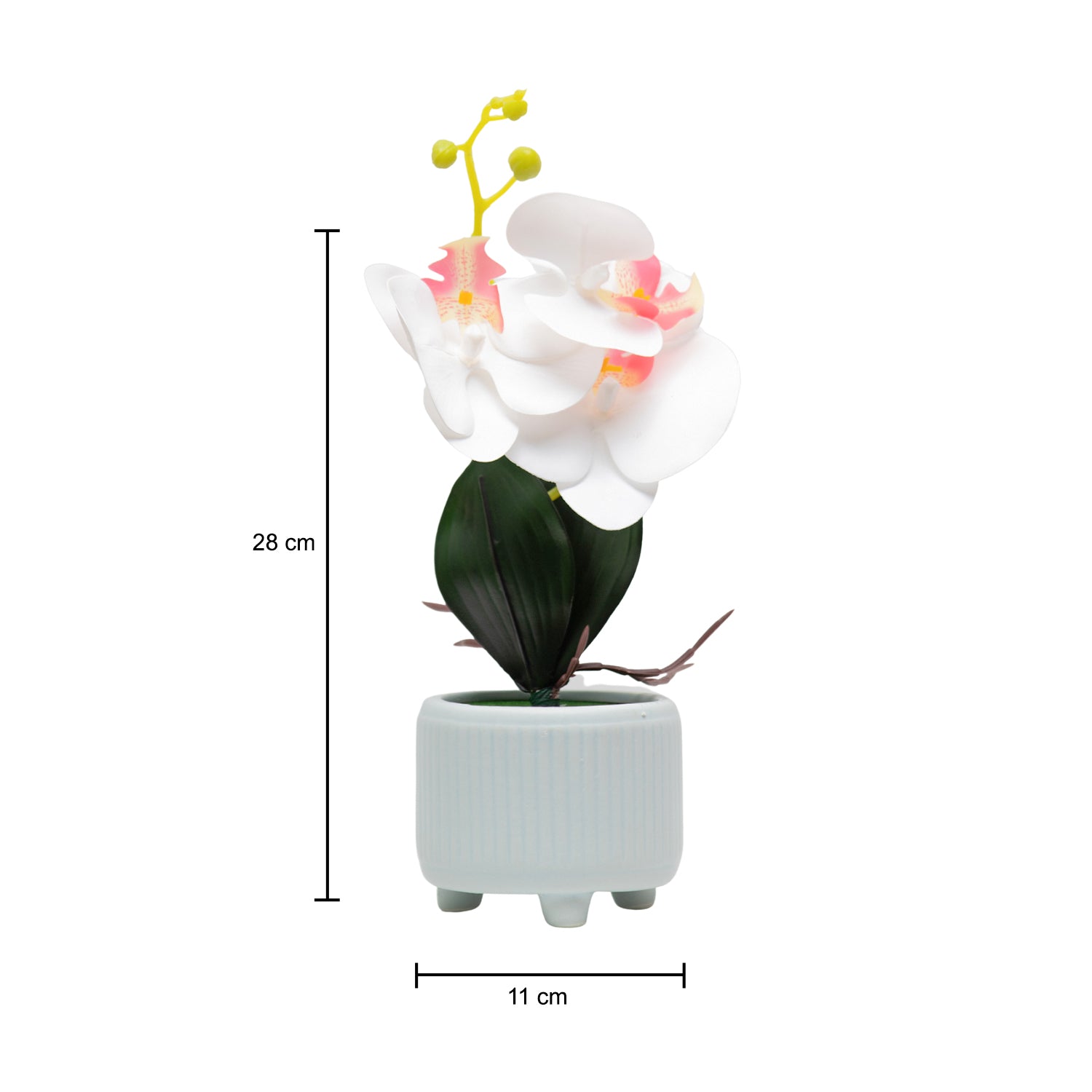 White Orchid Flowers With White Wide Pot