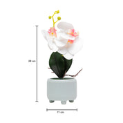 White Orchid Flowers With White Wide Pot