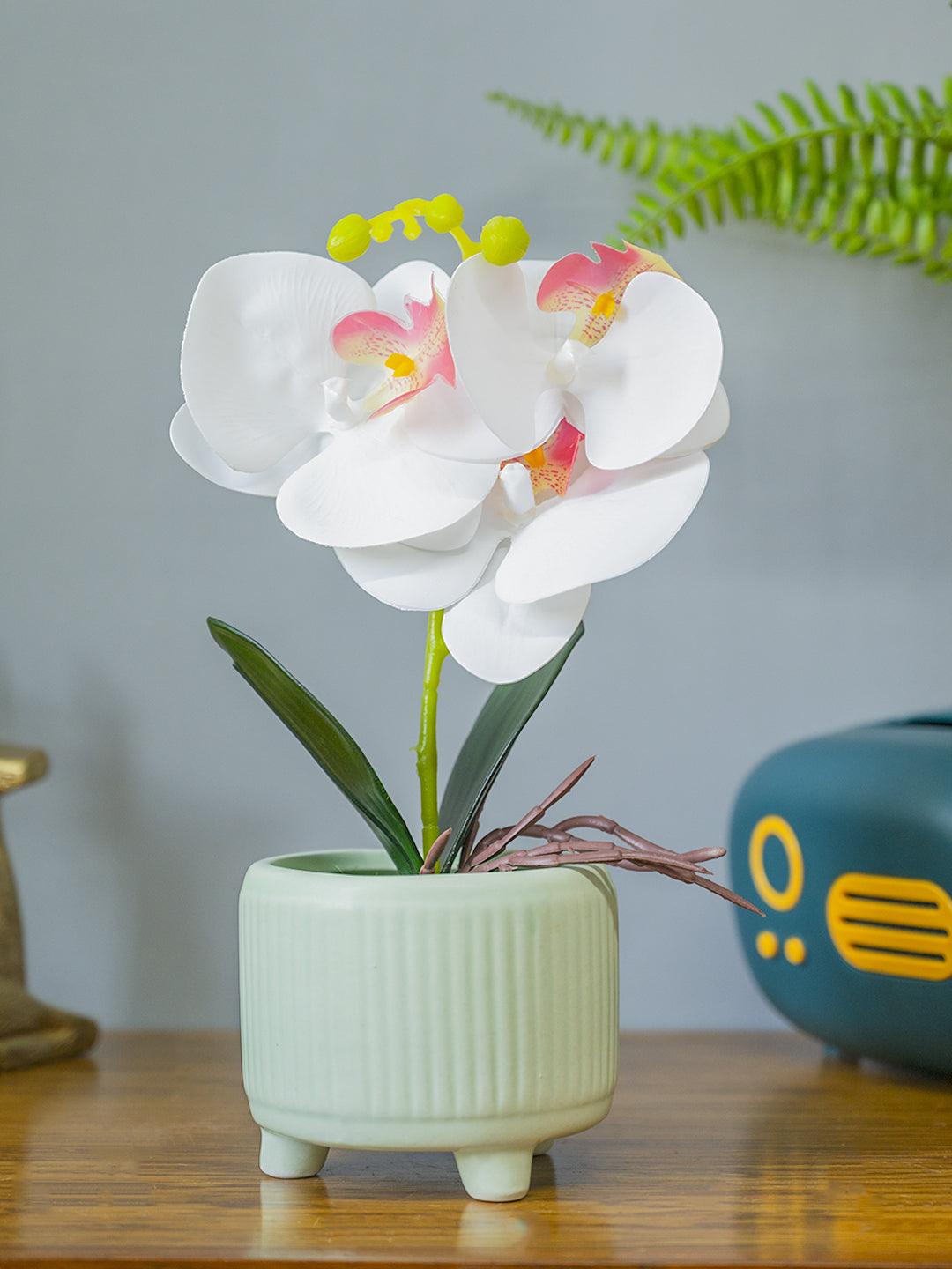White Orchid Flowers With White Tumbler Pot - MARKET99