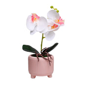 White Orchid Flowers With Pink Wide Pot