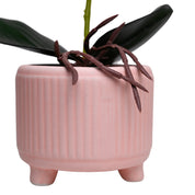 White Orchid Flowers With Pink Wide Pot